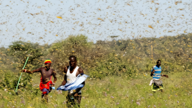 一级警戒！始于非洲的数千亿蝗虫大军 已逼近印巴