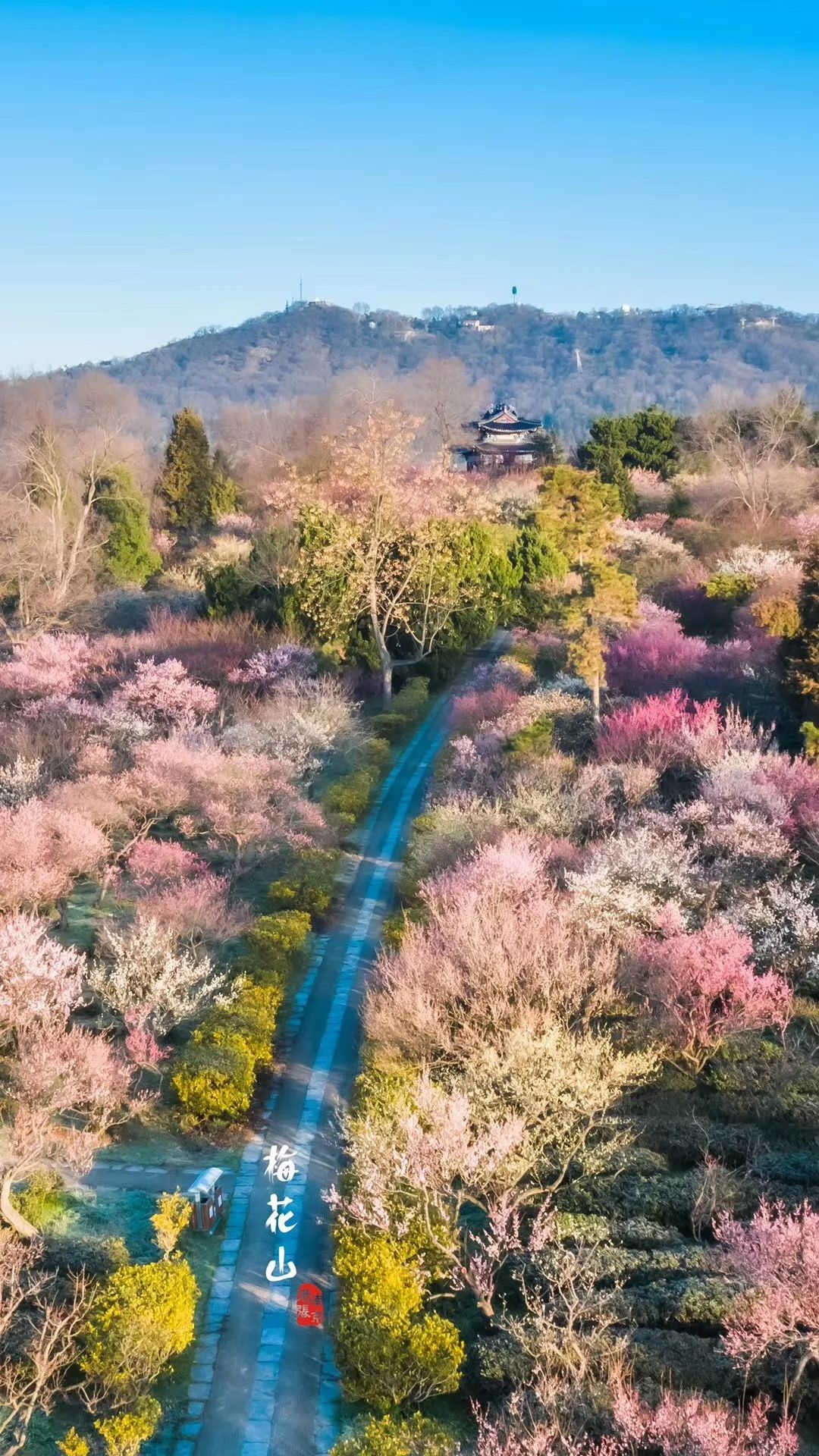 张健 摄    来源 | 南京钟山风景名胜区02.