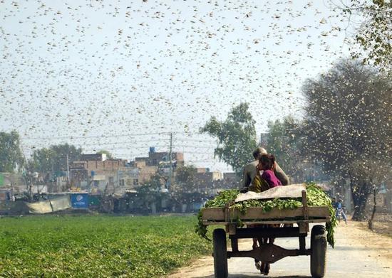浙江10万鸭子将出征巴基斯坦灭蝗 