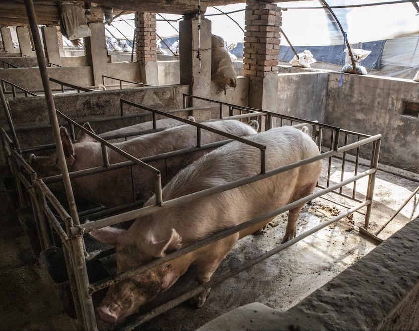 印尼发生非洲猪瘟疫情 近2000头猪死亡
