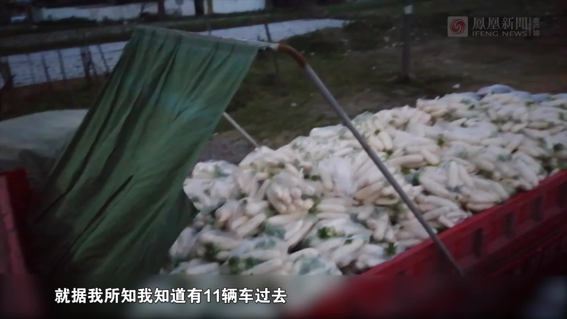 前行者|四川菜农向武汉捐15万斤蔬菜：08年地震湖北人民帮过我们