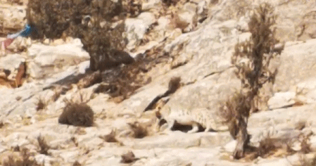 青海海西牧民拍摄到雪豹活动影像
