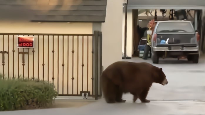 住宅区惊现180公斤大熊 美国居民：先让我拍张照