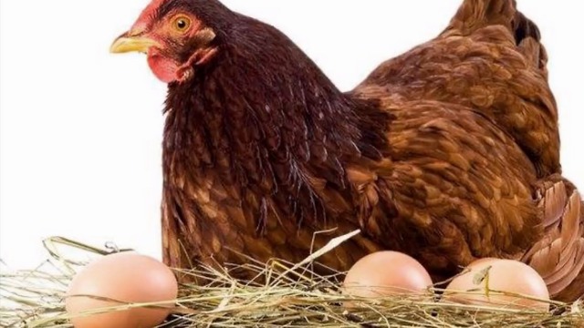 9人探亲滞留湖北一个月:吃光亲家3头猪 就剩下蛋母鸡没杀