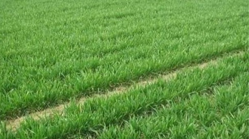 冬小麦开始返青 最新遥感数据显示:中国耕地正在绿起来