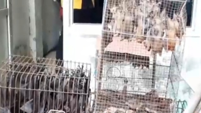印尼梭罗市动物市场惊现数百只蝙蝠 当局发现后全数销毁