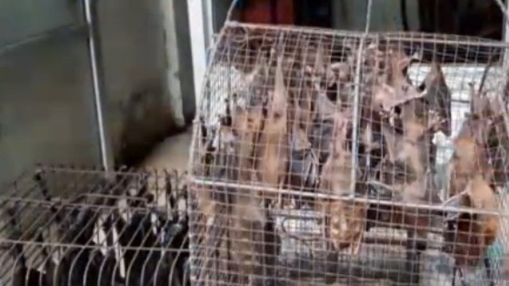 印尼梭罗市动物市场惊现数百只蝙蝠 被发现后全数销毁