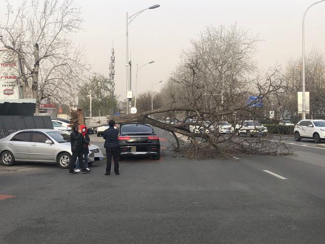 北京一棵大树被疾风连根拔起 砸坏一台奔驰车