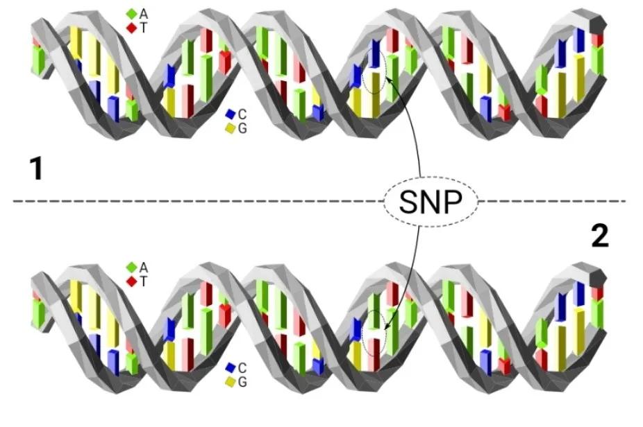 基因指纹的精准解读：SNP技术如何重塑你的健康管理