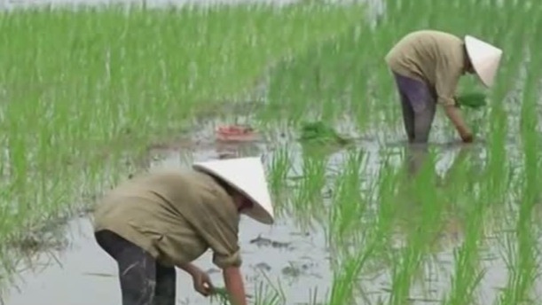 越南病虫害防控工作 他们请中国专家给出意见