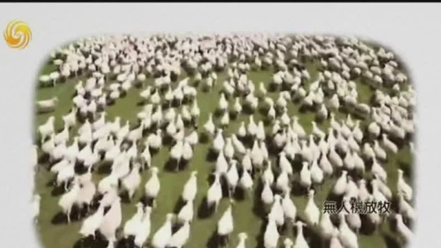 大数据引领现代畜牧业 鄂尔多斯实现“云端牧场”