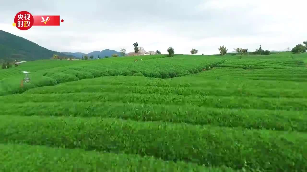 航拍西湖龙井主产地