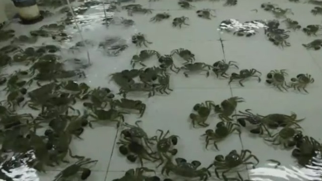 在中国提起阳澄湖 首先被人们联想到的就是大闸蟹