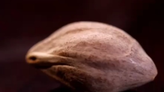 这种产自广东的油榄，其最适合让陆小琴拿来核雕