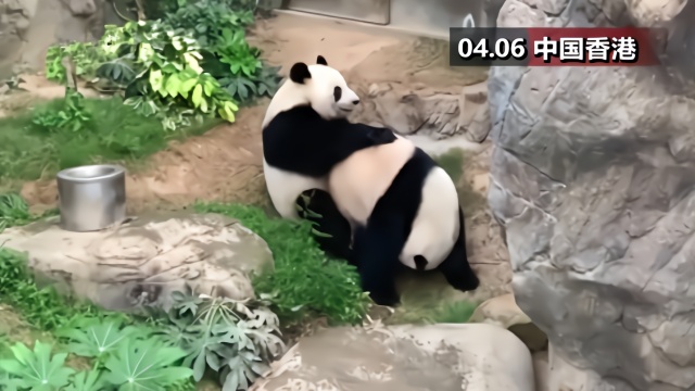 因疫情闭馆后 香港两只大熊猫9年来首次成功自然交配