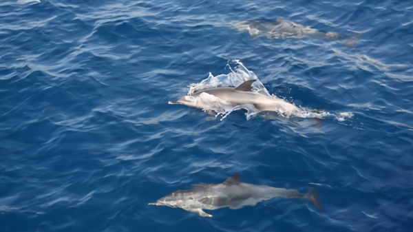 场面壮观！中国海警巡逻 百只海豚集体“护航”