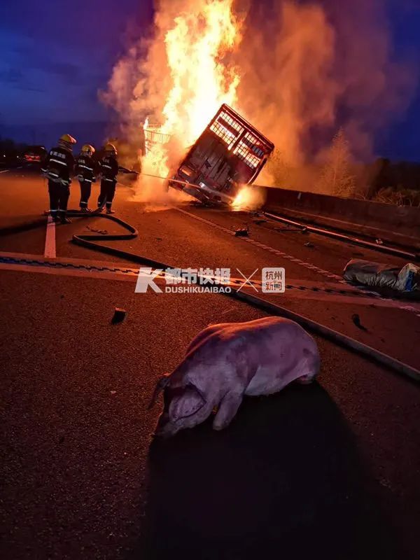 浙江高速上货车起火，91头猪被“烤熟”经济损失70万