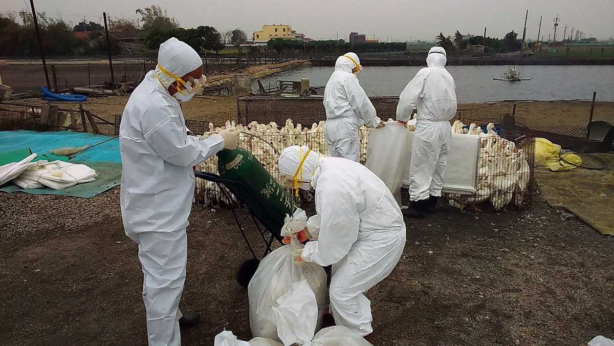 韩国禽流感爆发事件 韩国流感真实事件
