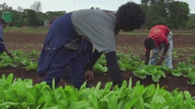 中国农业专家传授种植经验 非洲农户受益颇深