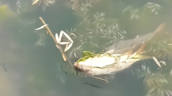 一鱼上钩伴侣不离不弃，钓鱼人感动放生