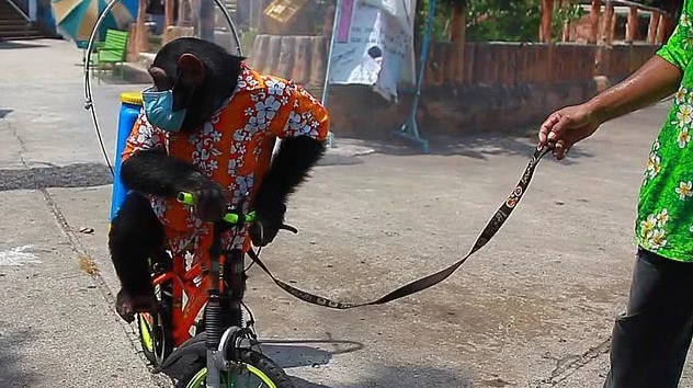 画面感太强泰国动物园让猩猩戴口罩骑车给园区消毒