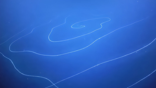 潜艇在深海拍到47米长管状水母 年龄可能已有几百岁