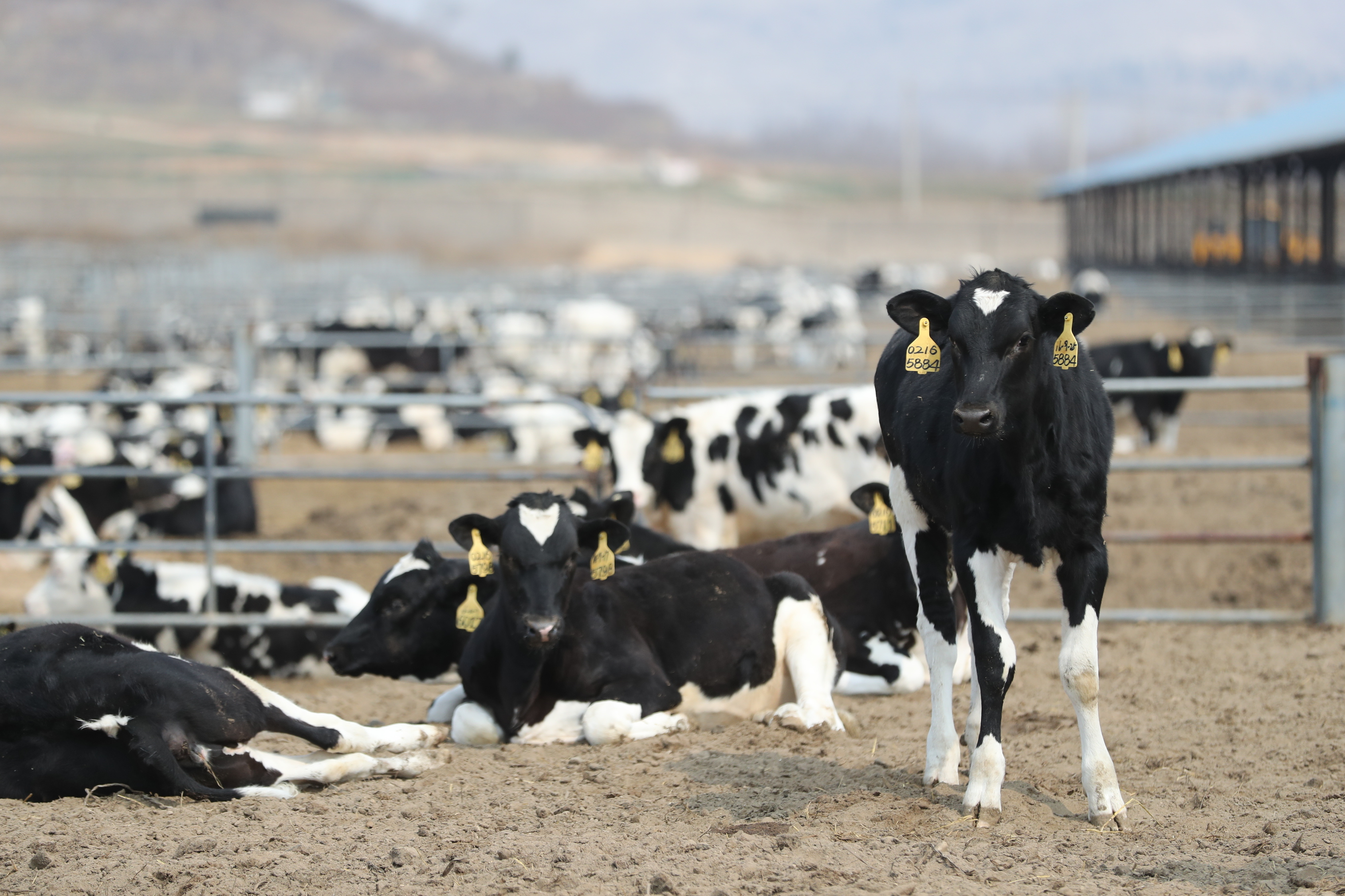 蒙牛编撰《牧场奶牛福利推广实施体系》为产业链送福音