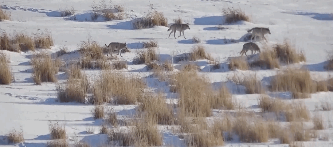 罕见！8匹狼现身内蒙古呼伦湖国家级自然保护区
