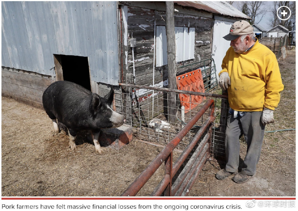 倒牛奶后，美国养殖商考虑对生猪实施安乐死