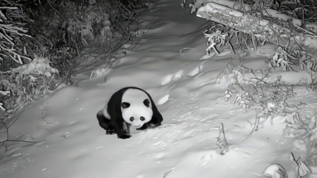 野生大熊猫雪地里跛脚爬行,或因争配偶打架受伤