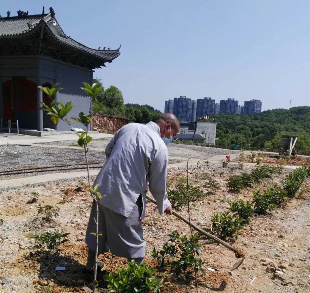 搶抓農時自力更生湖北138家寺院掀起春耕生產熱潮