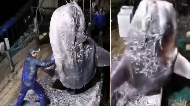 浙江渔民捕获3米长怪鱼后忙放生：不吉利！