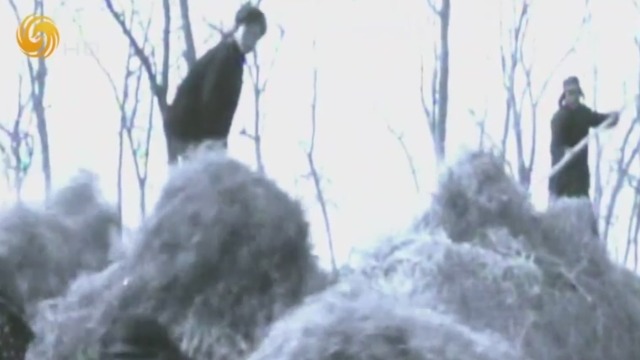 焦裕禄以工代赈的方法俗称为"叫人政策" 发挥了作用