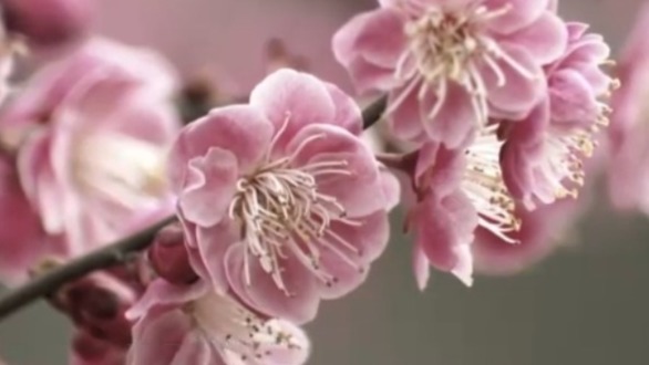 毛泽东为何认定梅花可以振奋国人志气？专家解读