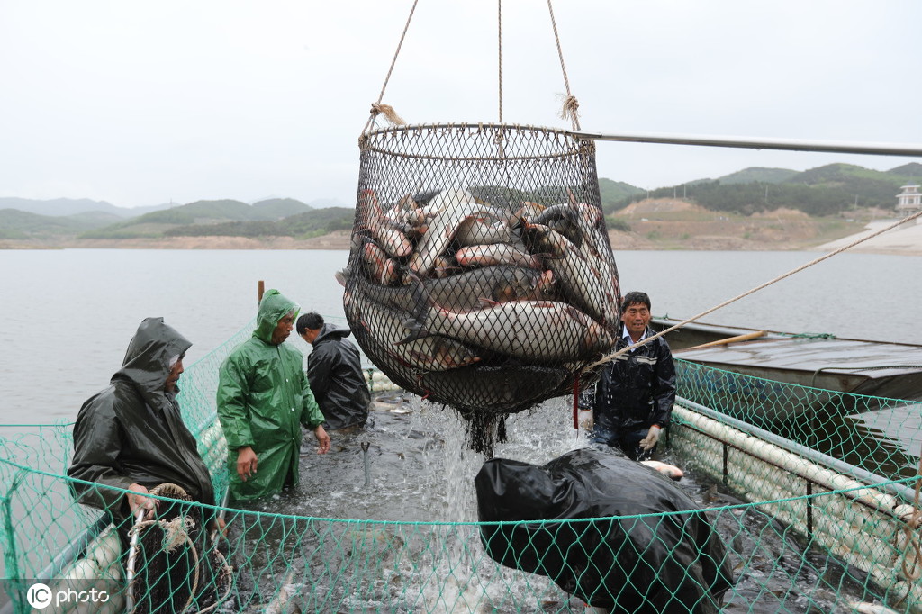 山东生态鱼喜获丰收 当天出鱼万斤收入8万