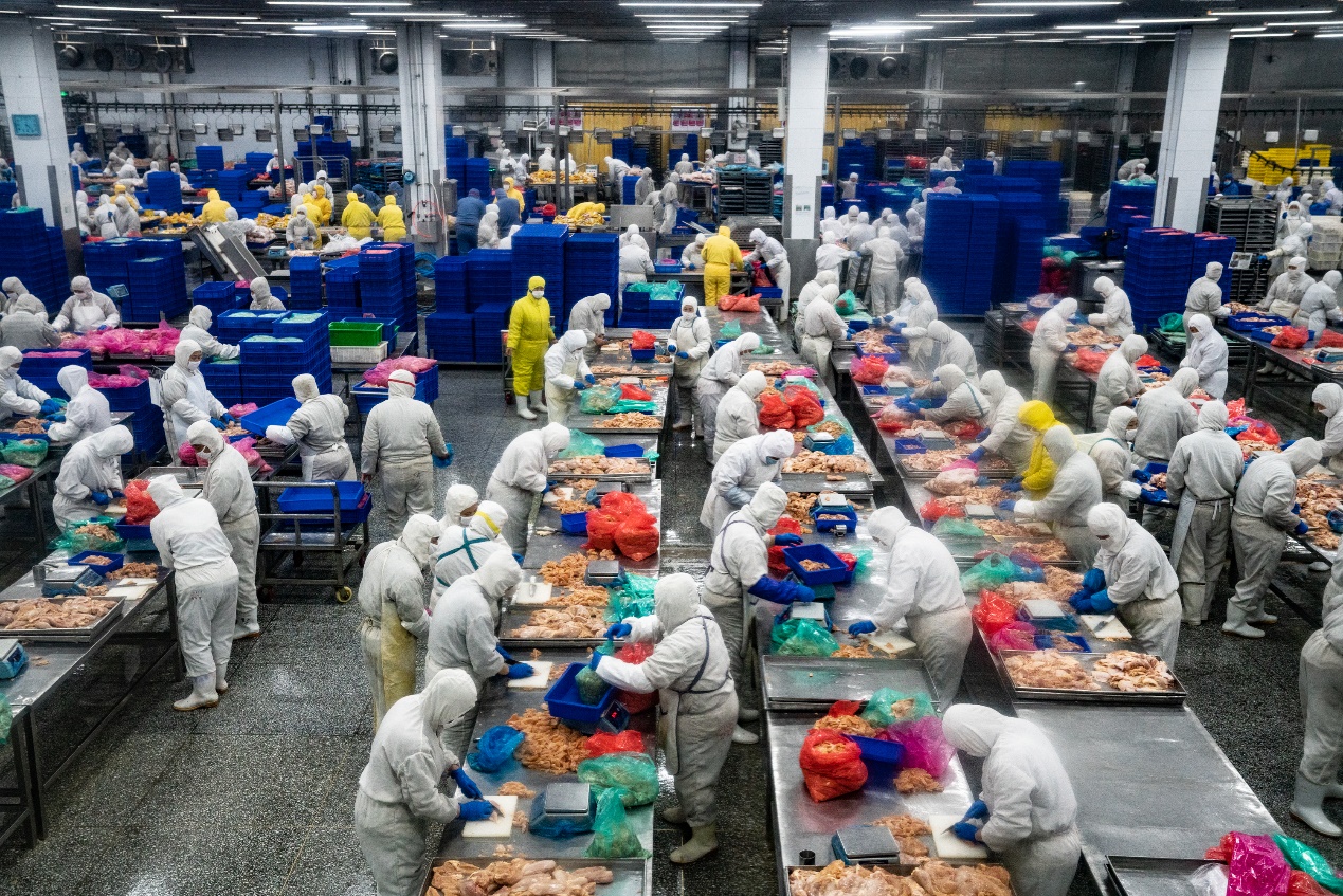 春雪食品的标准化车间,工人正在分拣鸡肉.摄影/穆功
