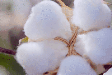 699A67247D918ED2BA493D2634C2C0AA006D4D5A_w360_h240.gif