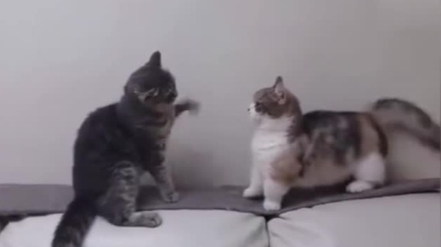 猫咪搞笑合集：被吓到飞起来的喵咪，你见过吗？太好笑了！