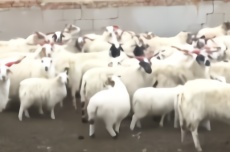 青海牦牛藏羊落户成功有了“身份证”