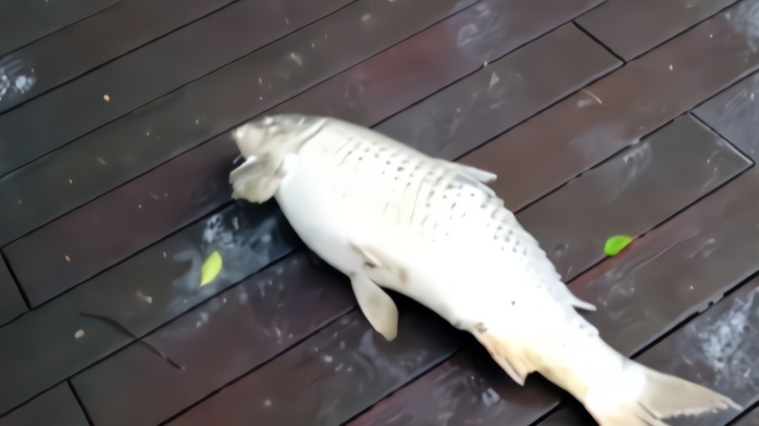 重庆莽子鱼被偷后续市民送来三莽四莽