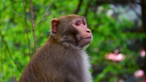 印度猴子抢走了新冠患者的血样 会否导致猴群爆发新冠？