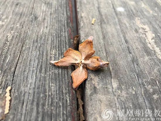 图片来源：凤凰网佛教 摄影：闫秀勇