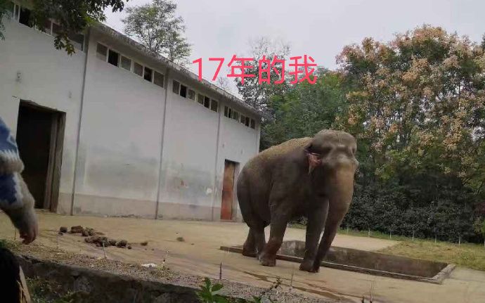 安徽合肥一动物园大象遭虐待瘦成皮包骨 园方回应 有吧新闻