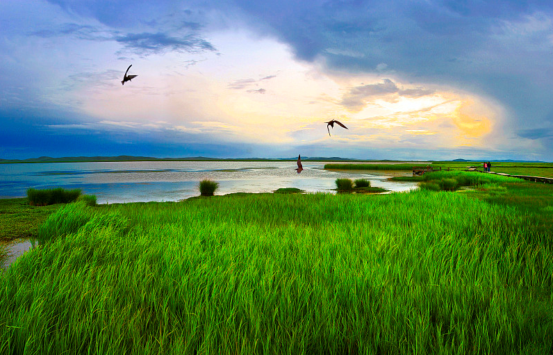 南大港湿地实景图