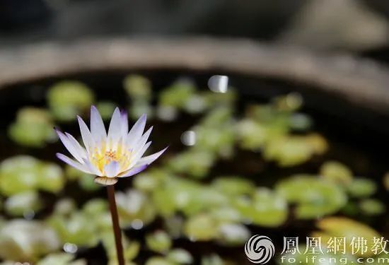 图片来源：凤凰网佛教