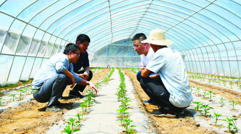 图为帮扶队员指导大棚种植技术。