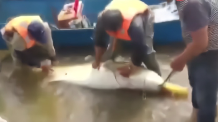 “水中活化石”黑龙江渔民捕获300斤重巨型鳇鱼