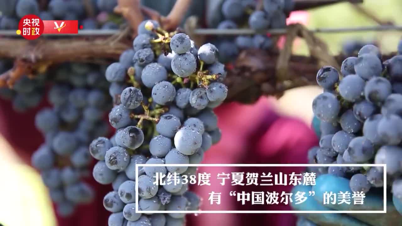 习近平宁夏行丨贺兰山下美酒香——走进宁夏贺兰山葡萄酒产区