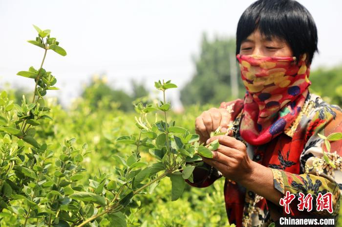 村民在采摘金银花。　姚友谅 摄