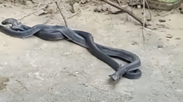 惊悚！居民家门口现剧毒眼镜蛇窝 20多条相互缠绕